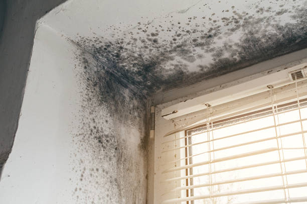 Affordable Basement Mold Removal solutions in Saratoga, NC