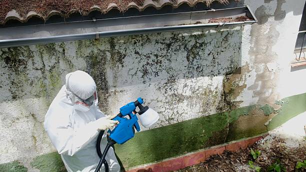 Top rated local Basement Mold Removal specialists in Saratoga, NC
